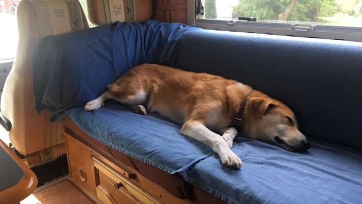 Die Dogorama Wochen Challenge-Beitrag-Bild