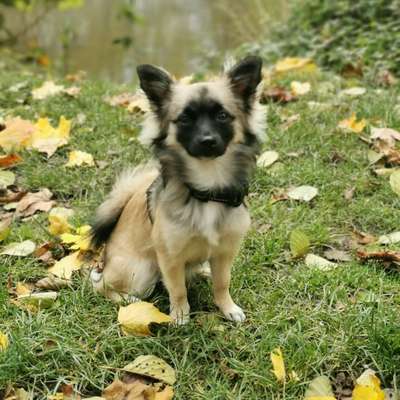 Hundetreffen-Spielkameraden, Gassi gehen, Kontakt knüpfen-Bild
