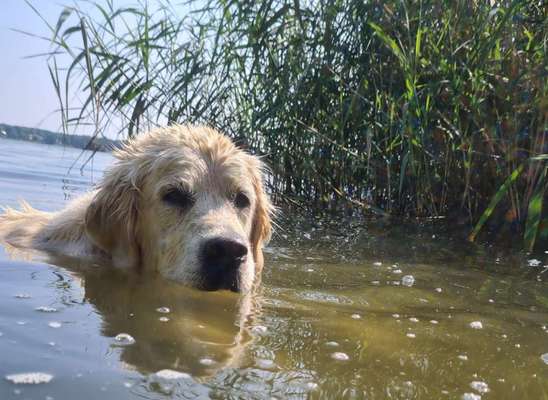 Fotochallenge Nummer 48 - Zeigt eure Hunde an ihrem Lieblingsplatz-Beitrag-Bild