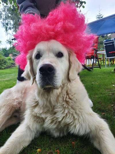 Hier ist der Spaßthread. Zum Schmunzeln und Kaputtlachen-Beitrag-Bild