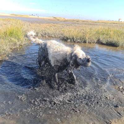 Zeigt eure verrücktesten Hundebilder-Beitrag-Bild