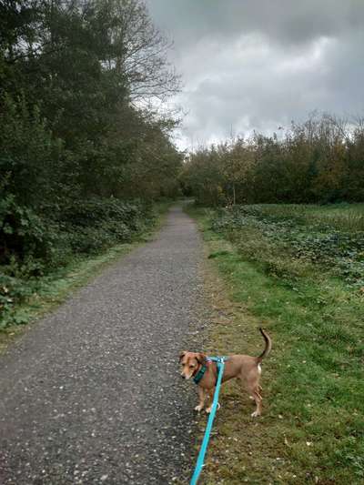 Hundeauslaufgebiet-Uhlenbruch-Bild