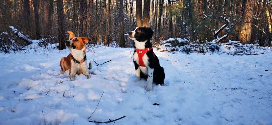 Foto's und Hundemodels-Beitrag-Bild