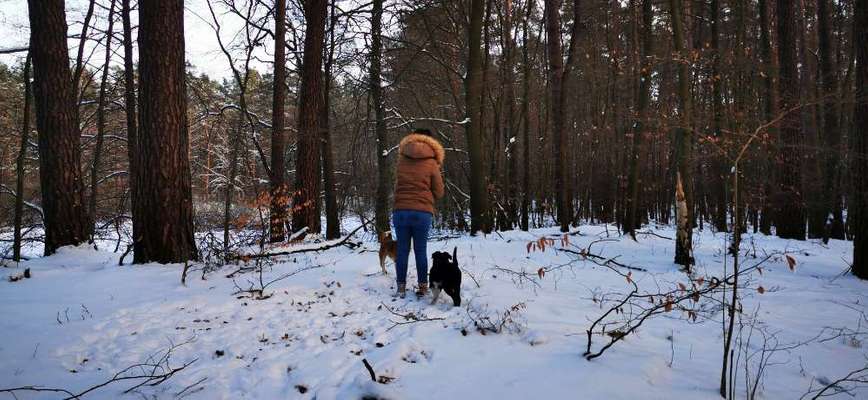Hundetreffen-Spielen auf denn Drehnitzwiesen-Bild