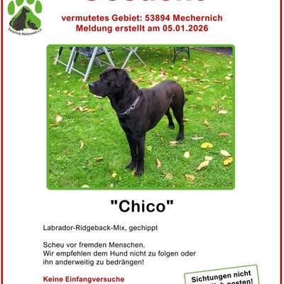 Suchmeldung-Chicco-Bild