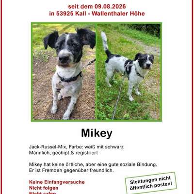 Suchmeldung-Mikey-Bild