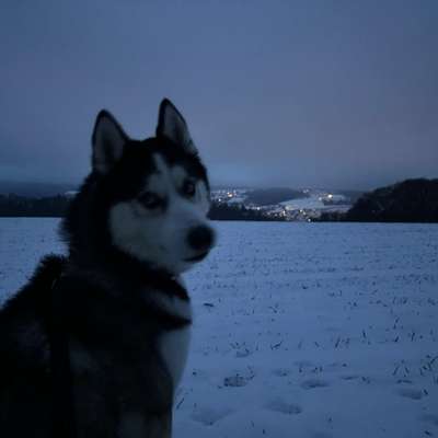 Hundetreffen-Gassi und Spiel mit dem Huskyrüden Pasha-Bild