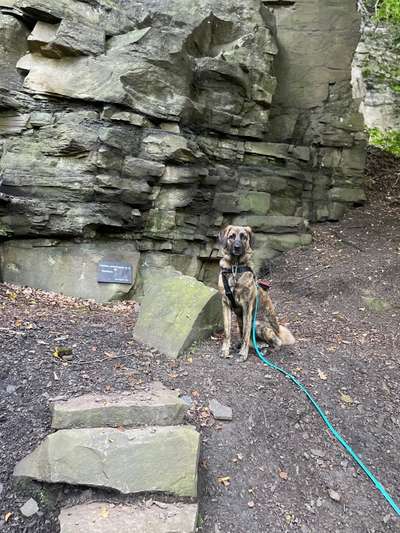 Hundeauslaufgebiet-Nachtigall-Bild