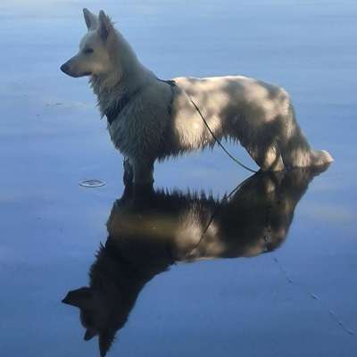 Hundetreffen-Welpen Treff Nähe Schmargendorf-Bild