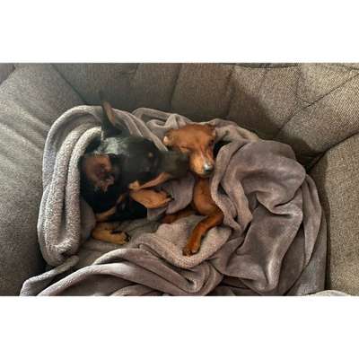 Fotochallenge liebespaare-Beitrag-Bild