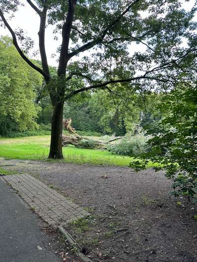 Hundeauslaufgebiet-Wald am Kaiserberg-Bild