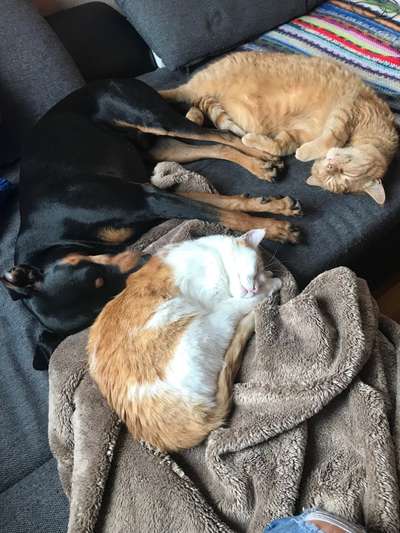 Hundebilder-Beitrag-Bild