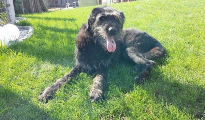 euer ältester Hund ?-Beitrag-Bild