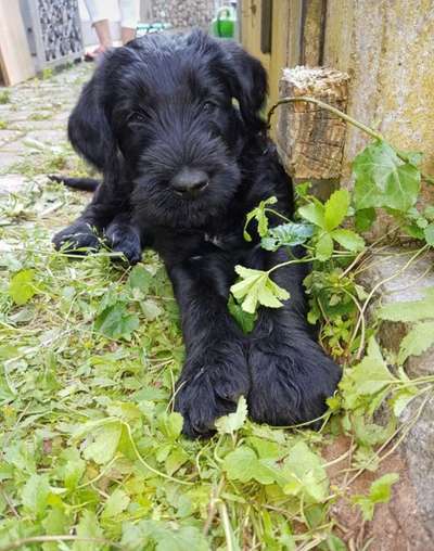 Welpen Bilder !-Beitrag-Bild