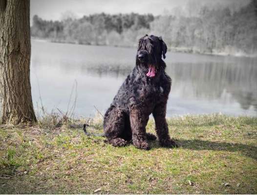 Dogorama-Monats-Challenge-Mai "Wasser"-Beitrag-Bild