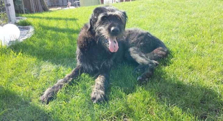 Unsere Fellnasen im Regenbogenland-Beitrag-Bild