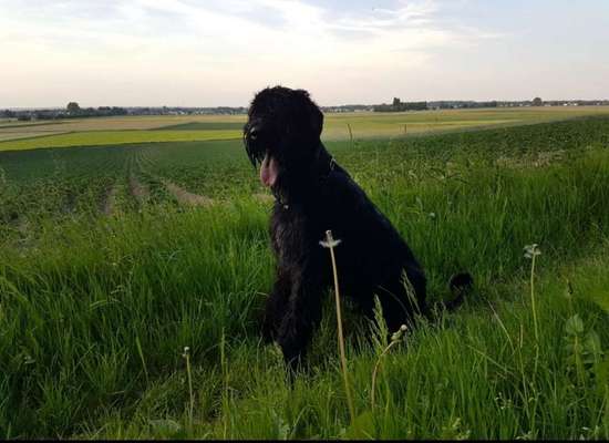 Fotochallenge No. 26                                     Wald und Wiese-Beitrag-Bild