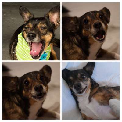 Zeige den lustigsten Blick deines Hundes-Beitrag-Bild