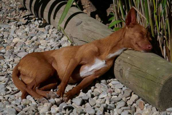 36. Handy Foto Challenge - Sonnenanbeter-Beitrag-Bild