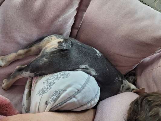 Französische Bulldoggen-Beitrag-Bild