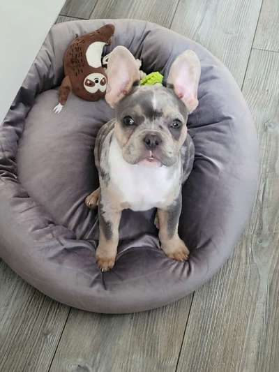 Französische Bulldoggen-Beitrag-Bild