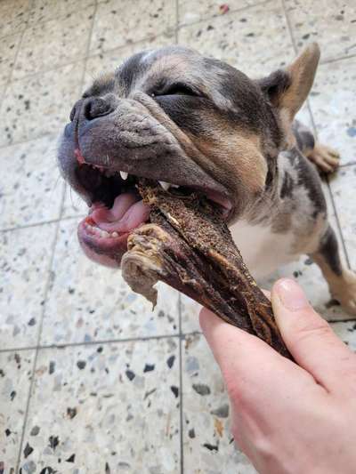 Französische Bulldoggen-Beitrag-Bild