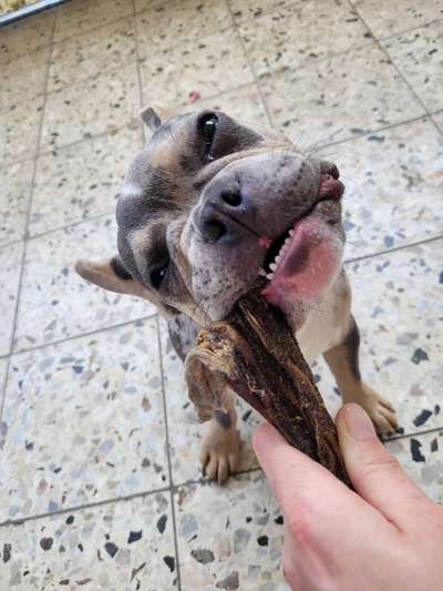 Französische Bulldoggen-Beitrag-Bild