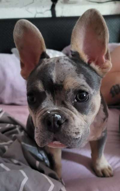 Französische Bulldoggen-Beitrag-Bild