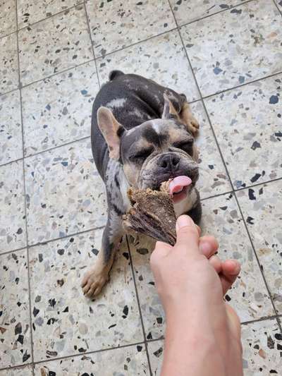 Französische Bulldoggen-Beitrag-Bild