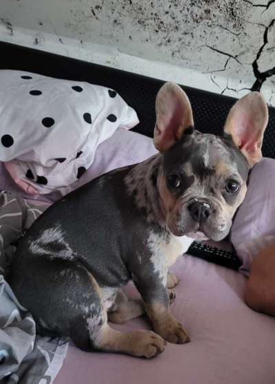 Französische Bulldoggen-Beitrag-Bild