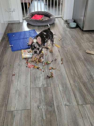 Französische Bulldoggen-Beitrag-Bild