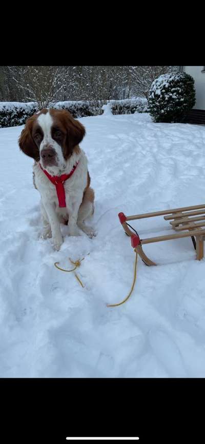 Seltene Rassen!-Beitrag-Bild