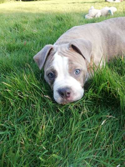 Olde English Bulldogge-Beitrag-Bild