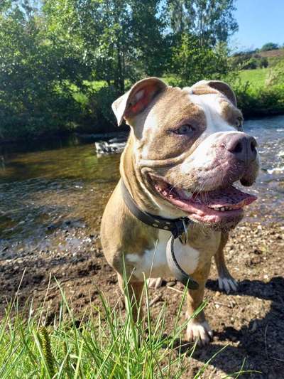 Reinrassige Hunde?-Beitrag-Bild