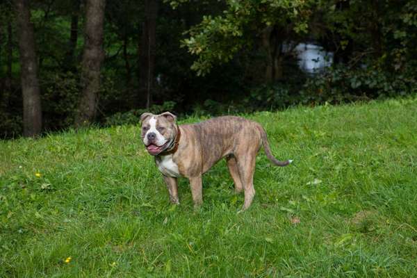Olde English Bulldogge-Beitrag-Bild