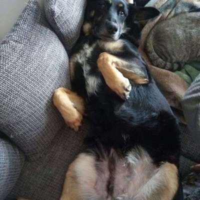 Unsere Fellnasen im Regenbogenland-Beitrag-Bild