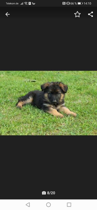 Welpen Bilder !-Beitrag-Bild
