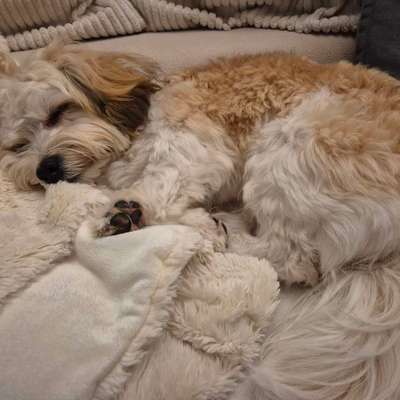 Hundetreffen-Welpentreffen-Bild