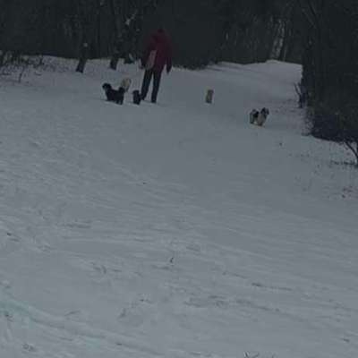 Giftköder-Gefährlicher Hundeangriff-Bild