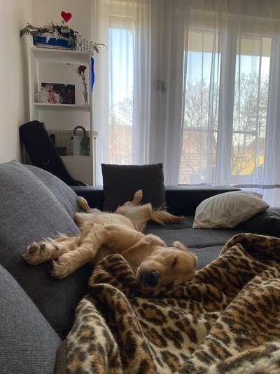 Wo sind die Golden Retriever Liebhaber?-Beitrag-Bild