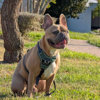 Hundetreffen-Trainings- und Hundefreundschaften-Bild