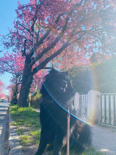 SonnenSTRAHLEN-Beitrag-Bild