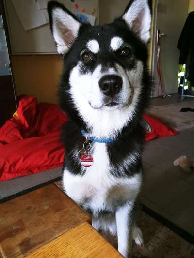 Zeigt her eure Hundenasen-Beitrag-Bild