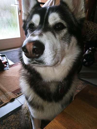 Zeigt her eure Hundenasen-Beitrag-Bild