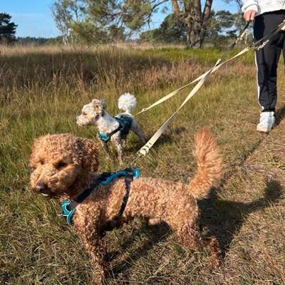 Hundetreffen-Gassi Freunde gesucht-Bild