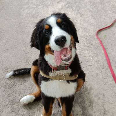 Hundetreffen-Mini sucht Kumpels-Bild