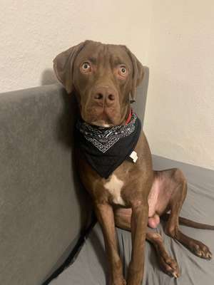 Hundetreffen-Gassirunde 🐶-Bild