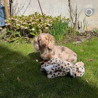 Hundetreffen-Spielefreunde gesucht-Bild