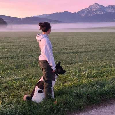 Hundetreffen-Hunde treffen beim Agility Platz am See-Bild