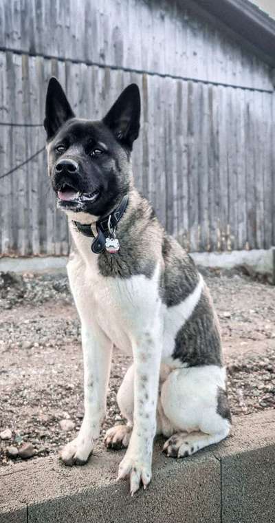 Akita Inu/American Akita (Mix) halter.-Beitrag-Bild